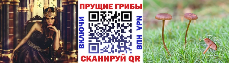 Псилоцибиновые грибы MAGIC MUSHROOMS  Купить  Полтавская 